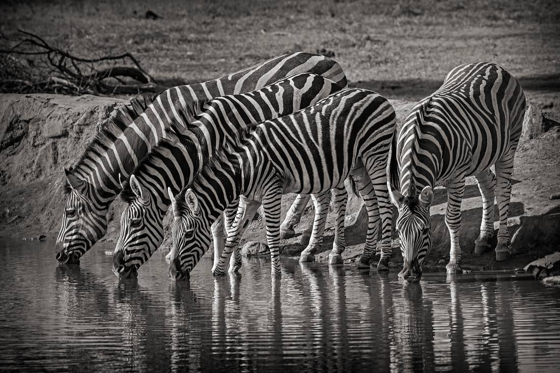 Morning in Madikwe. Zebras gather at the waterhole.