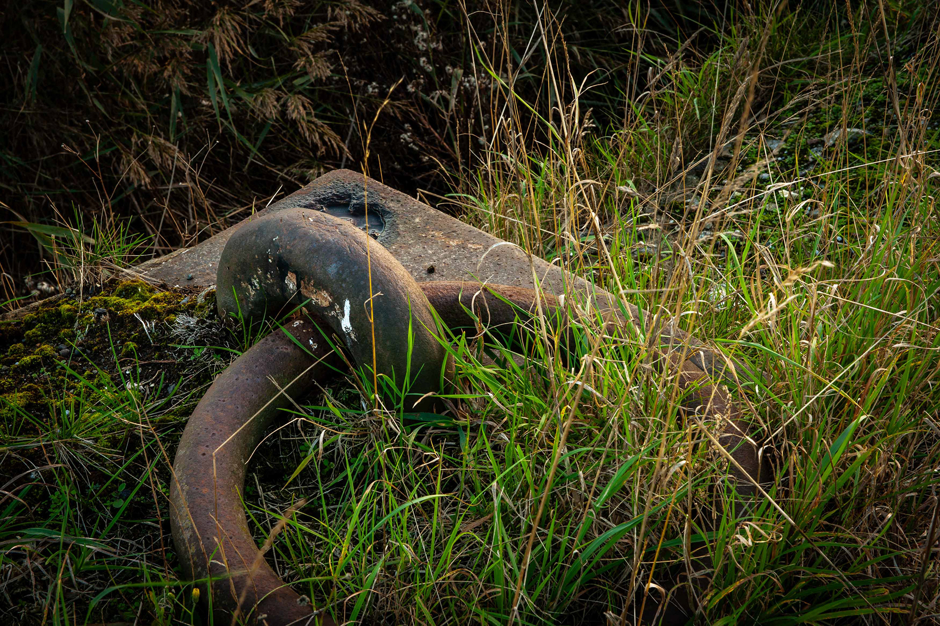 Ref: St Andrews dock 20101016_6776. A heavy-duty mooring point is slowly being reclaimed by nature on the redundant St Andrews dock in Hull. The dock closed in 1975, with plans in the 1980s to turn it into a marina. The dock still awaits its fate. October 10, 2010.