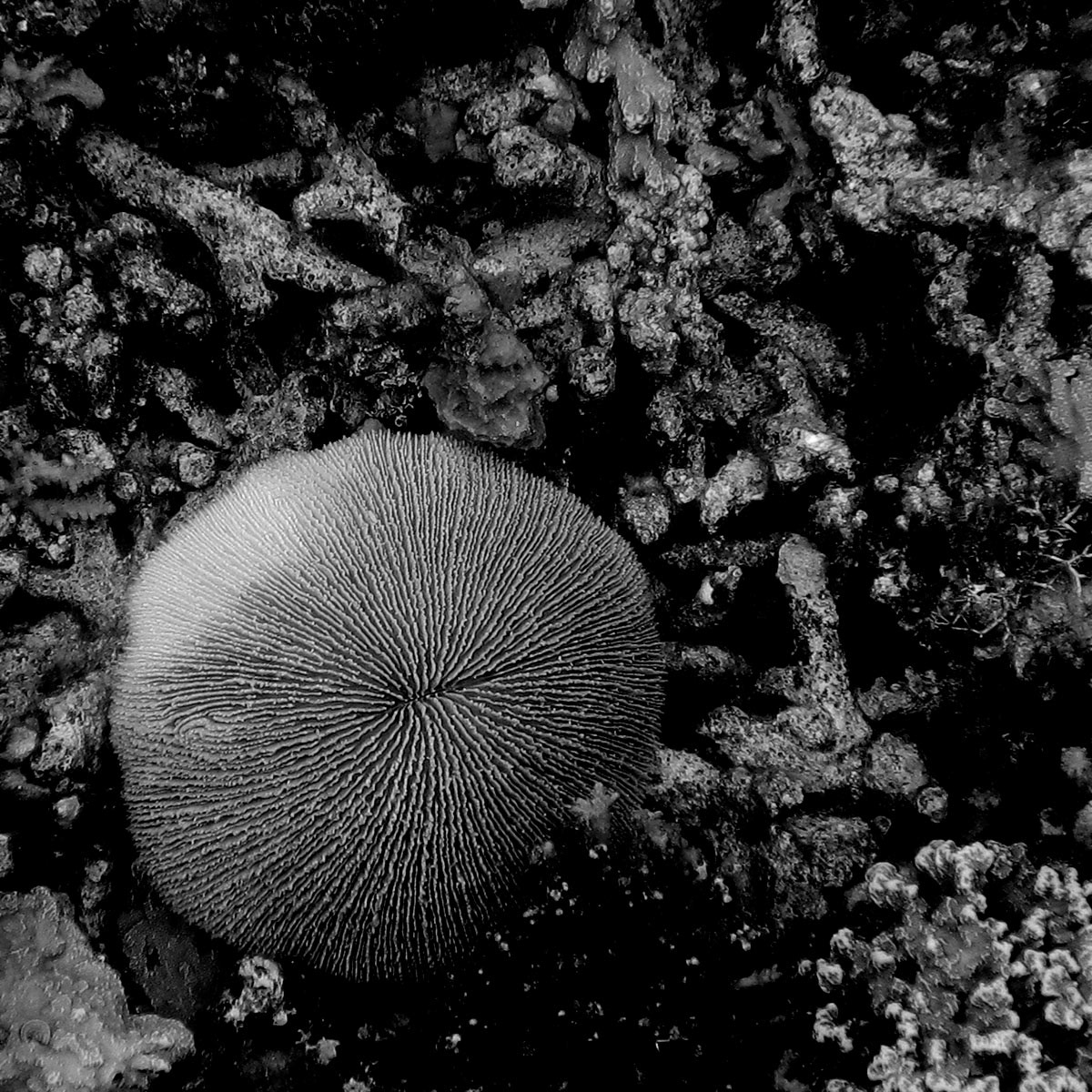 AQUA FIJI,HERMANN LEDERLE,PHOTOGRAPHY 19