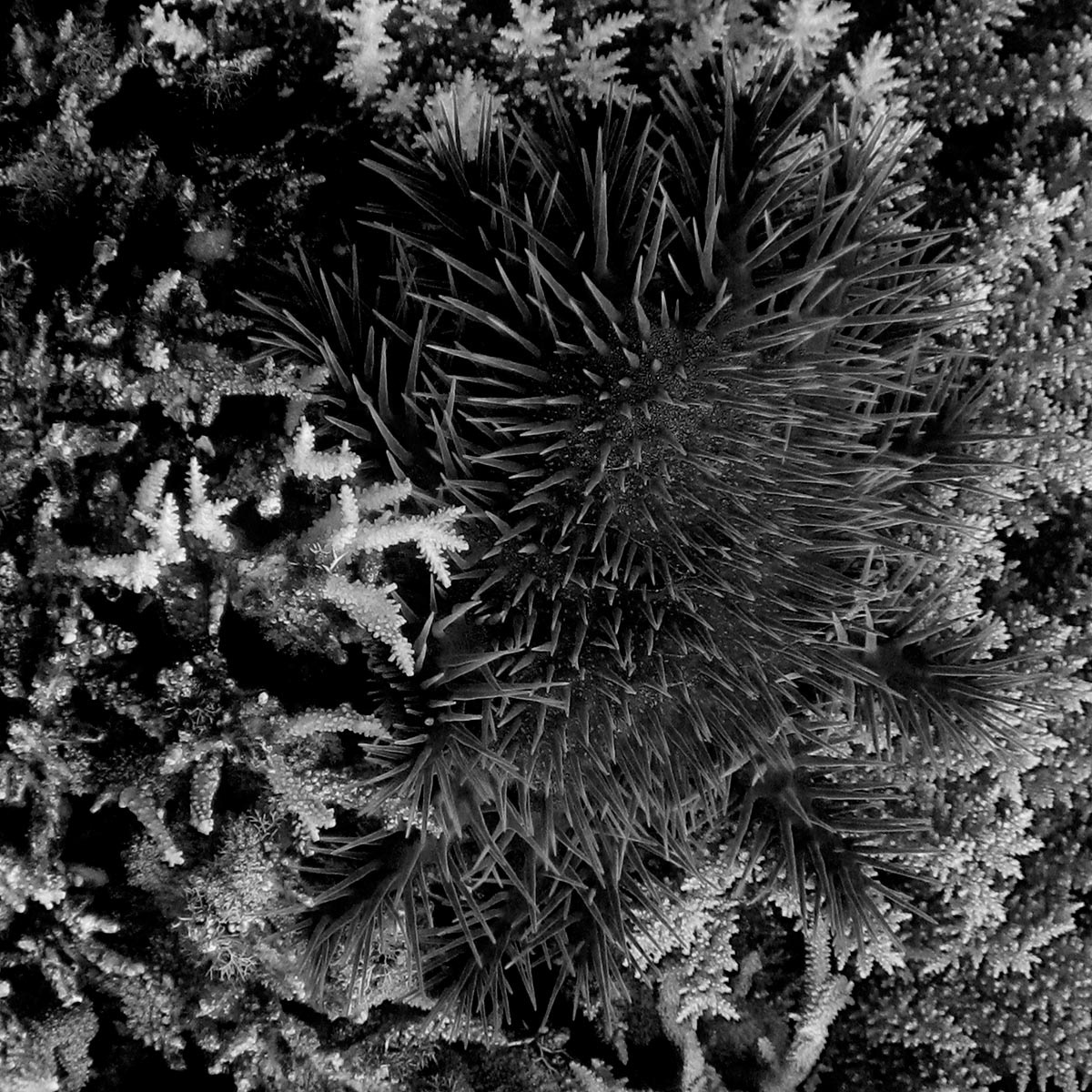 AQUA FIJI,HERMANN LEDERLE,PHOTOGRAPHY 14