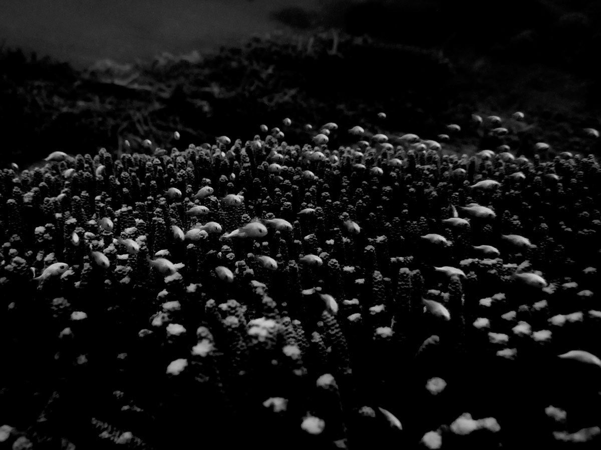AQUA FIJI,HERMANN LEDERLE,PHOTOGRAPHY 21