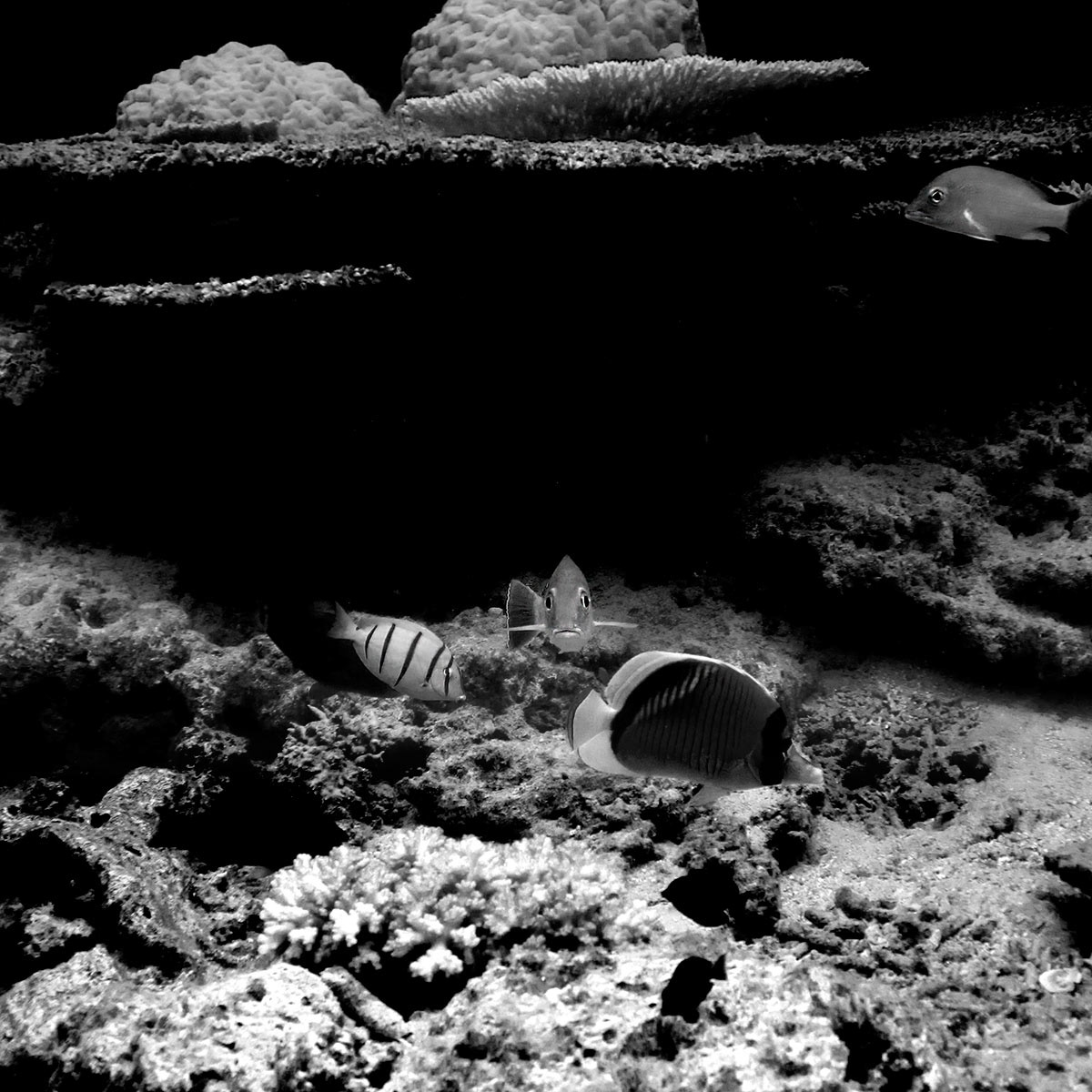 AQUA FIJI,HERMANN LEDERLE,PHOTOGRAPHY 6