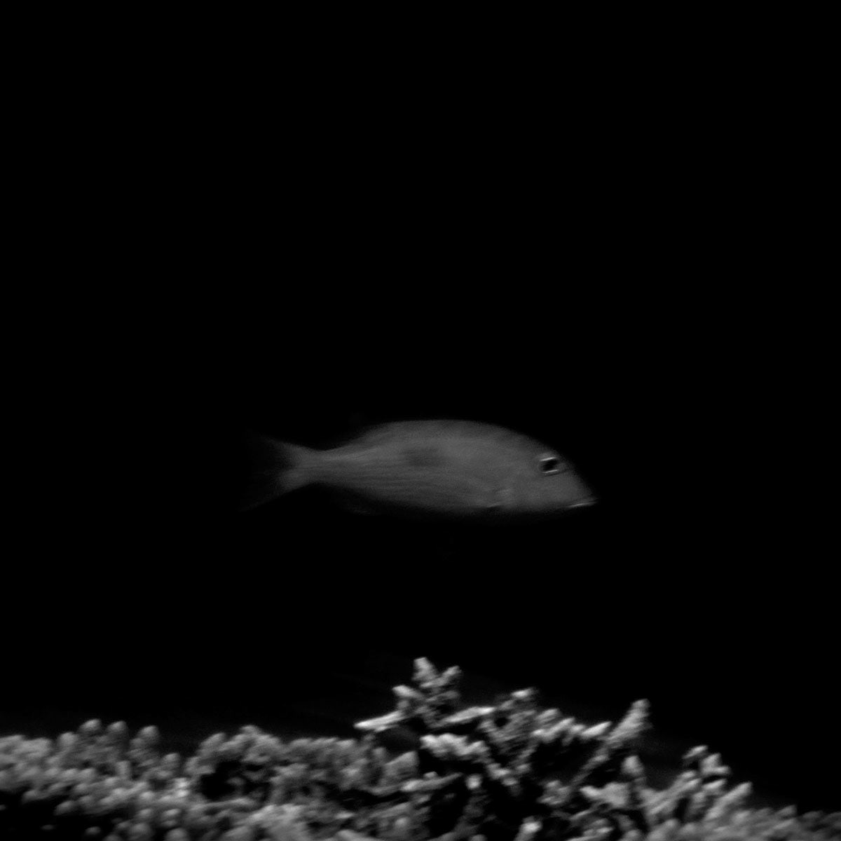 AQUA FIJI,HERMANN LEDERLE,PHOTOGRAPHY 18