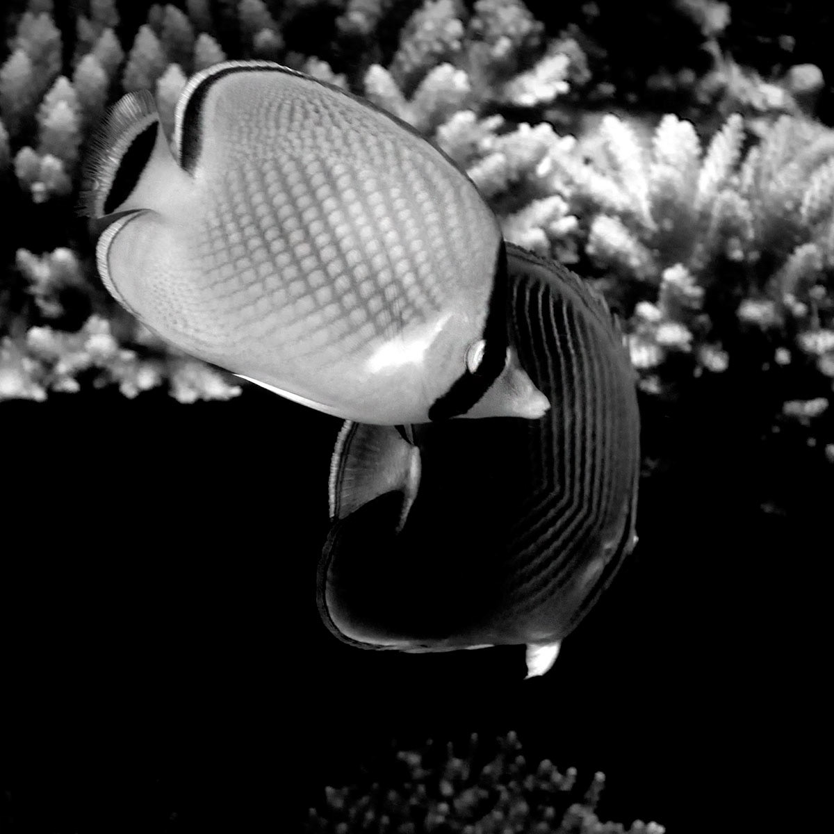 AQUA FIJI,HERMANN LEDERLE,PHOTOGRAPHY 3