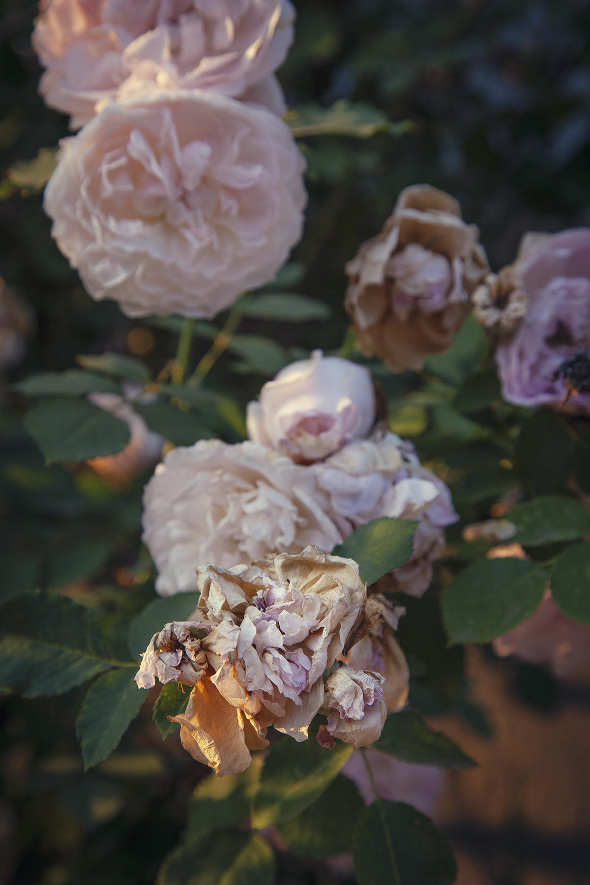 Délesté.es chapitre III – Roses au crépuscule, Montréal, 2023 Ode à Cassandre de Ronsard Mignonne, allons voir si la rose  Qui ce matin avait déclose  Sa robe de pourpre au soleil,  A point perdu cette vesprée  Les plis de sa robe pourprée,  Et son teint au vôtre pareil. Las ! voyez comme en peu d’espace,  Mignonne, elle a dessus la place,  Las, las ses beautés laissé choir !  Ô vraiment marâtre Nature,  Puisqu’une telle fleur ne dure Que du matin jusques au soir ! Donc, si vous me croyez, mignonne,  Tandis que votre âge fleuronne  En sa plus verte nouveauté,  Cueillez, cueillez votre jeunesse :  Comme à cette fleur, la vieillesse  Fera ternir votre beauté.
