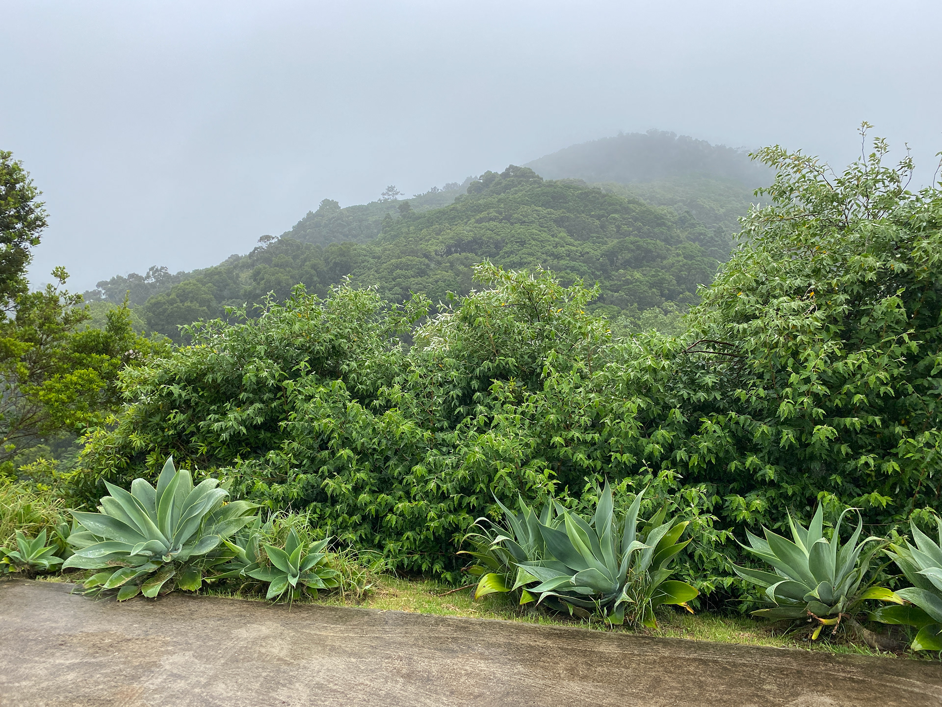 Houses for Rent on Santa Maria Azores Casa Marquesa