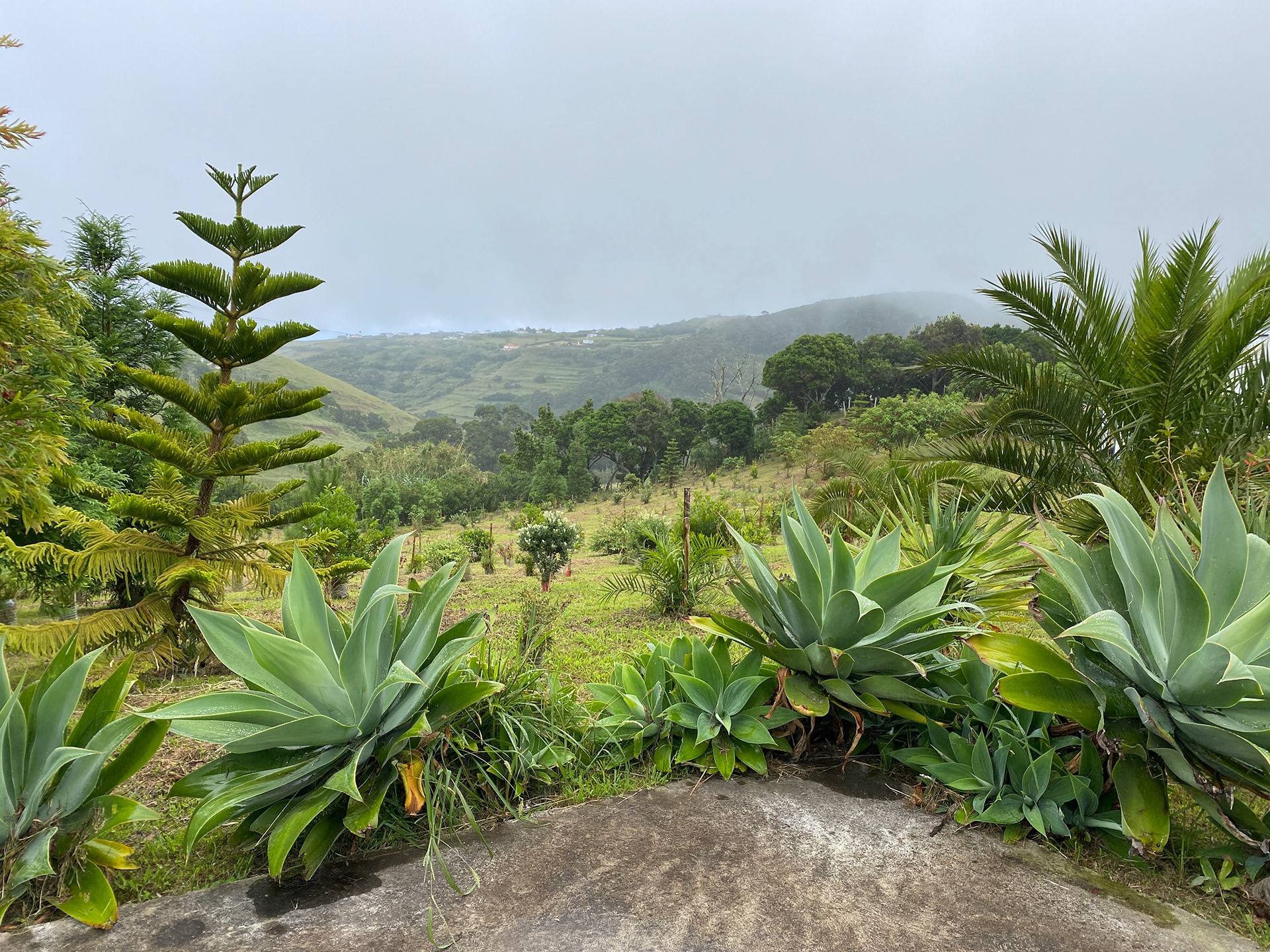Houses for Rent on Santa Maria Azores Casa Marquesa