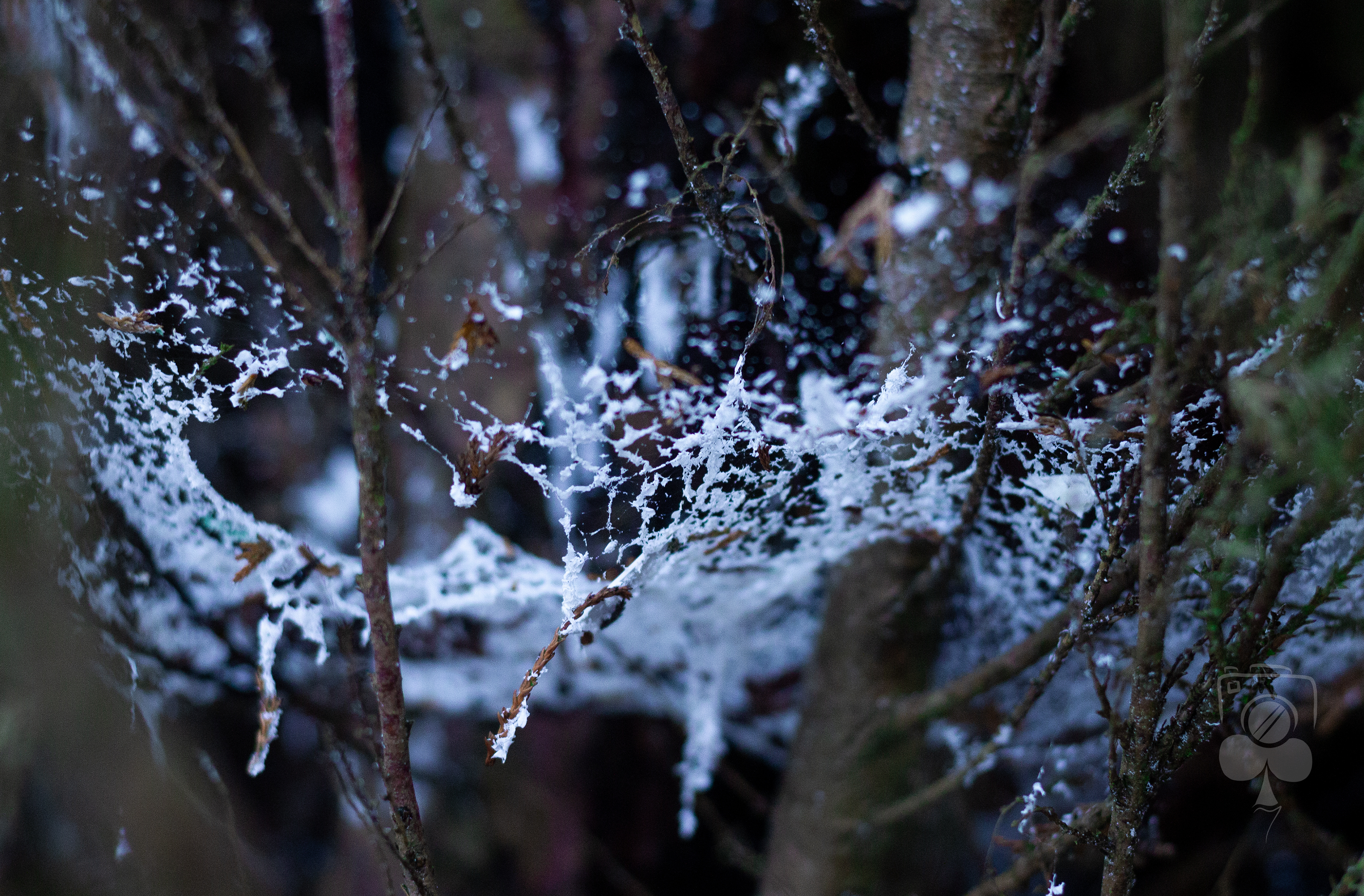 Webs