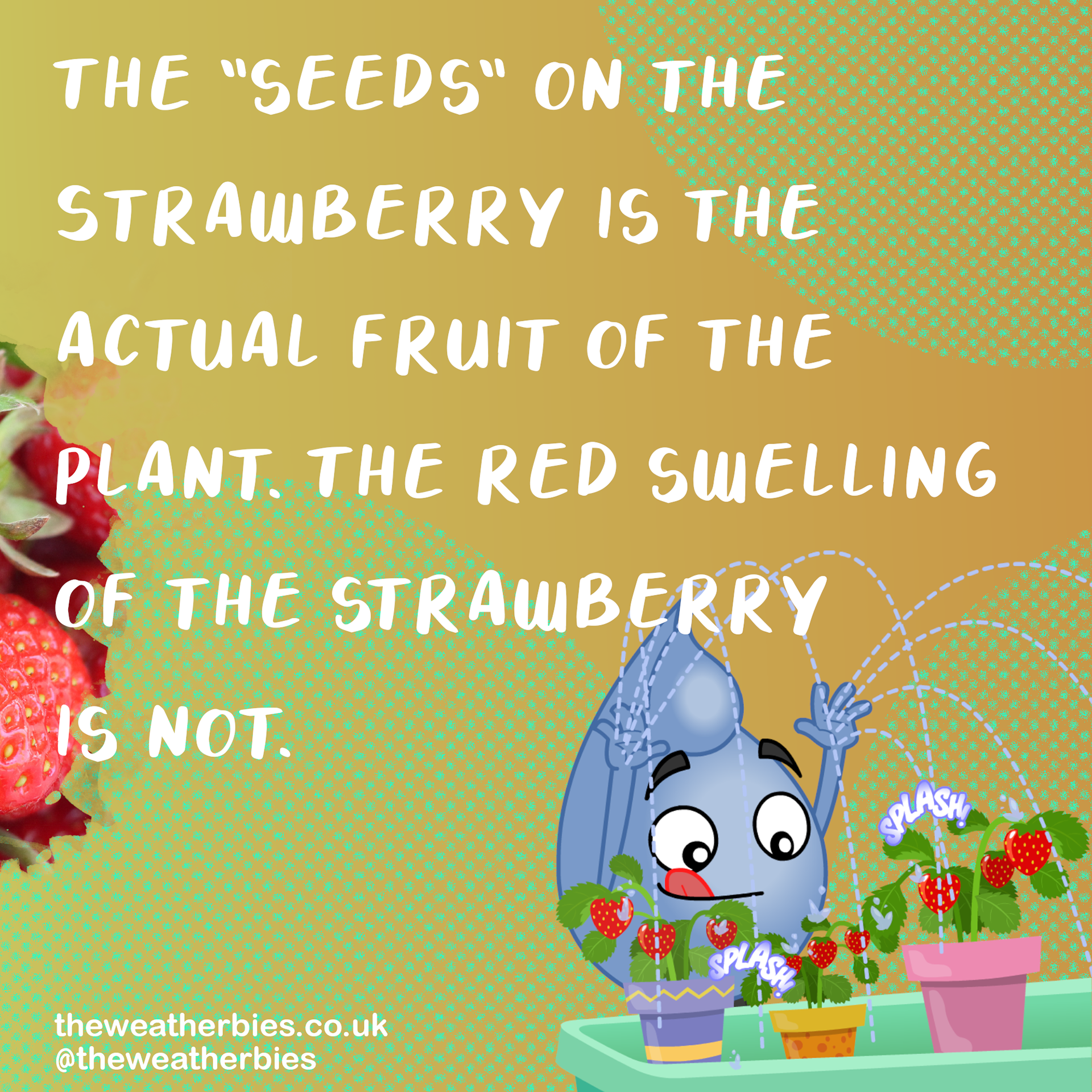 The Weatherbies Instagram Carousel Fruit & Veg 2