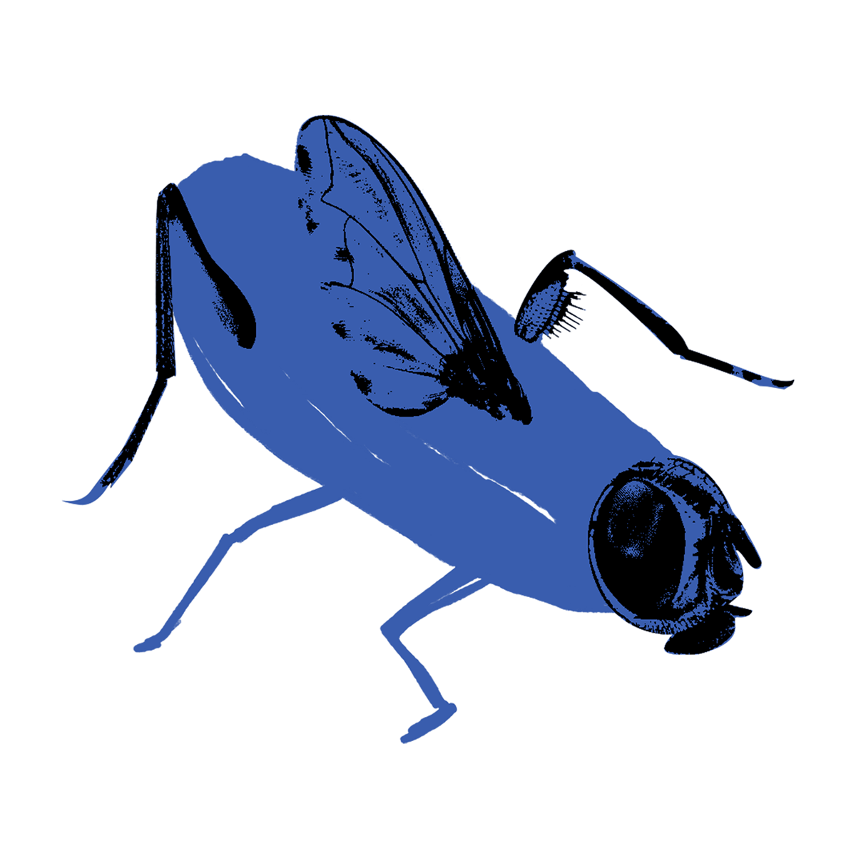 Mosca
