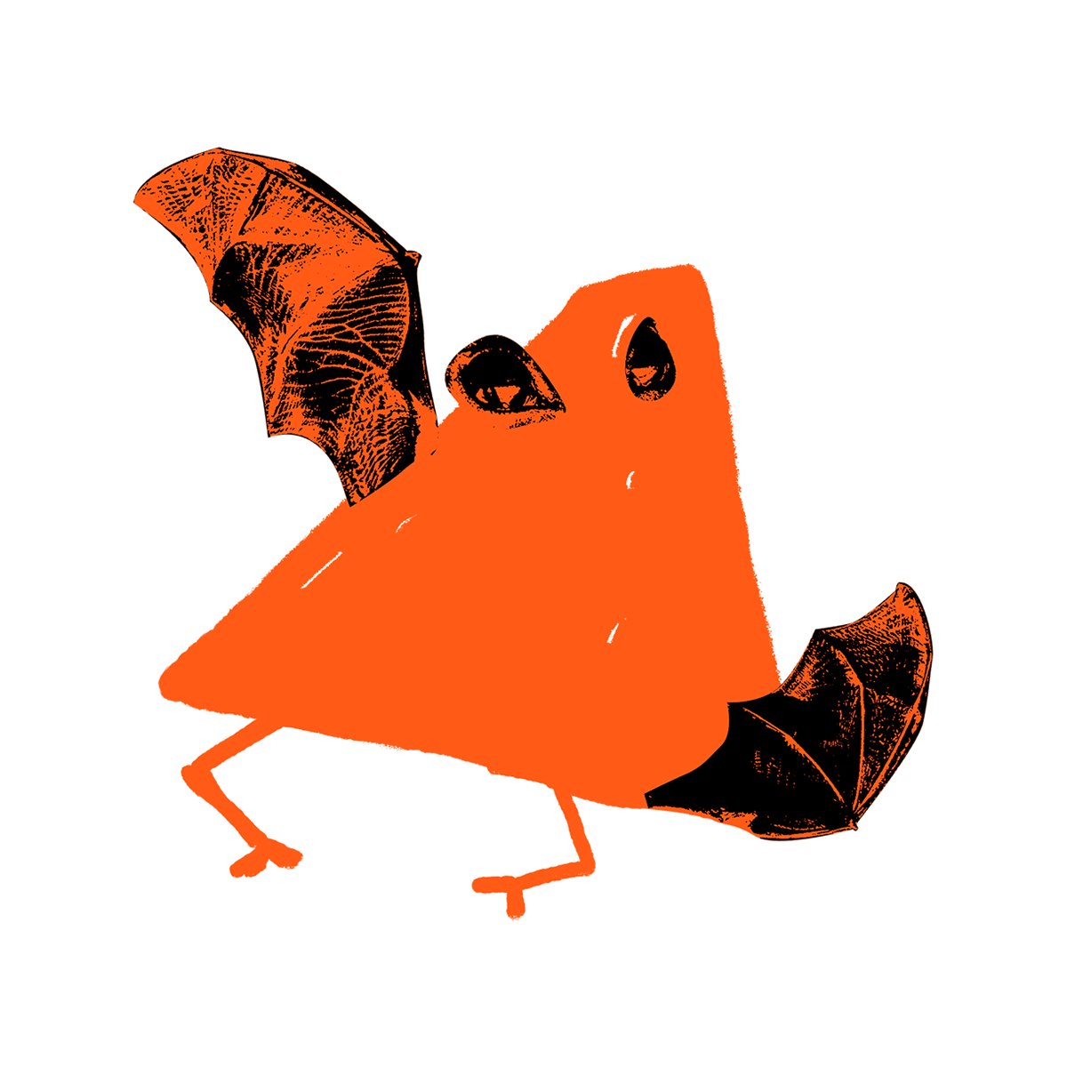 Morcego