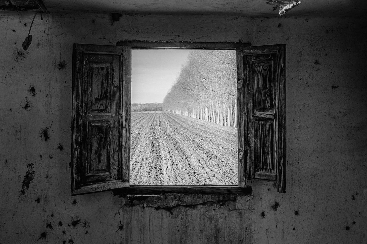 SOMBRAS DE LAGARTIJA