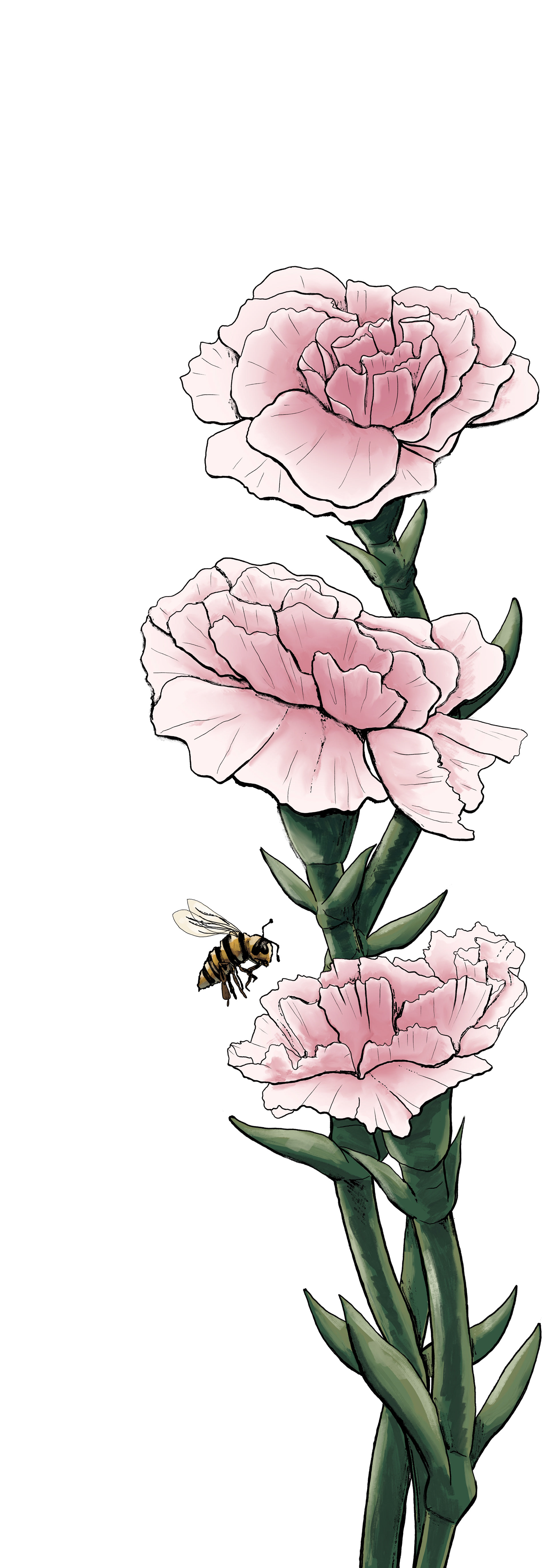 Carnations