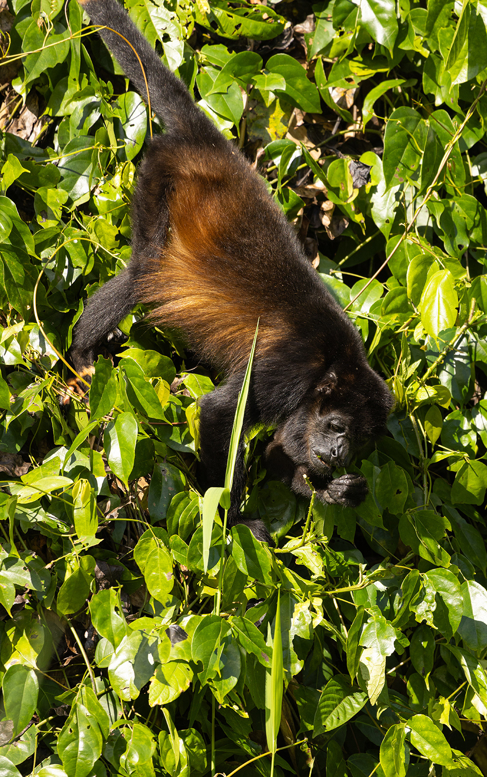 Howler Monkey