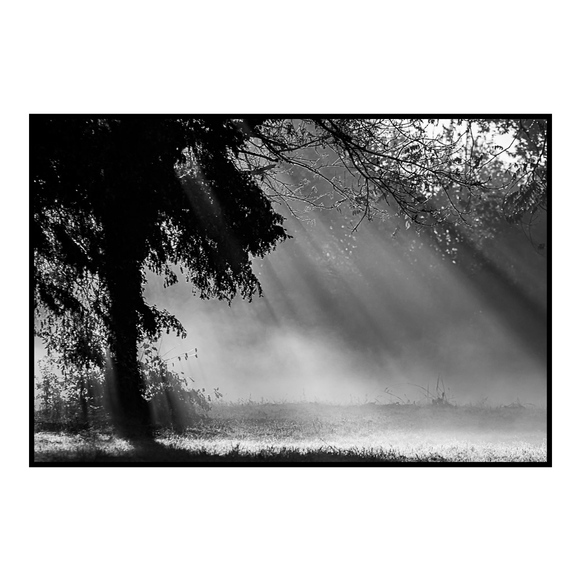 2. Arbre au soleil levant (octobre 2016) … lorsqu’à contre lumière un arbre revêt un caractère magique. Issue d’une série de clichés réalisés lors d’une sortie au Lac du DER CHANTECOQ afin de photographier les grues cendrées, dont je revenais bredouille, cette photographie a été prise un court instant avant que je ne monte dans mon véhicule pour quitter les lieux. Le jour commençait à se lever et les rayons du soleil perçaient rapidement le feuillage des arbres. Subjugué par cette lumière qui inondait rapidement le paysage qui s’offrait à moi, j’ai attendu quelques instants pour déclencher afin que le soleil soit suffisamment haut en vue d’obtenir cet effet de rayonnement.