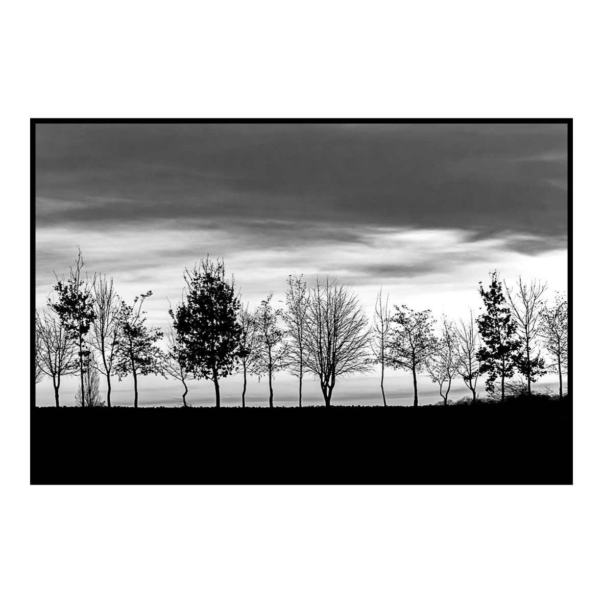 14. Silhouettes (décembre 2016) … ombre et lumière, la magie de l’instant. Le soleil se couche sur le Lac du Der-Chantecoq où les cris des grues cendrées résonnent de toutes parts. Avec leur balai magistral pour regagner leurs dortoirs, elles livrent un spectacle absolument grandiose. A main levée, je fais quelques clichés qui dessinent de gracieuses silhouettes dans un ciel rougeoyant. Les images dépassent toutes mes espérances, je suis alors comblé et prêt à repartir. Un genou à terre je range mon matériel dans mon sac. D’un coup je lève le nez pour profiter des derniers instants du spectacle avant que le soleil ne disparaisse totalement. Mon regard se fixe sur la ligne horizon où se trouve une rangée de jeunes arbres. Le contre-jour et la géométrie anarchique des arbres confèrent un aspect surréaliste à la scène que je trouve particulièrement esthétique. Le ciel se teinte d’un joli dégradé de couleurs allant d’un bleu très sombre à un orange vif, je décide donc de ressortir mon matériel et d’attendre encore un instant que le soleil se couche pour réaliser quelques photos. Quelques jours plus tard vient la phase post-traitement et le dilemme qui s’en suit. Traitement couleur ou noir et blanc ? Pas moyen de se décider ! Ne pouvant trancher cette question, il coexistera donc deux versions de cette photographie dans ma bibliothèque d’images.