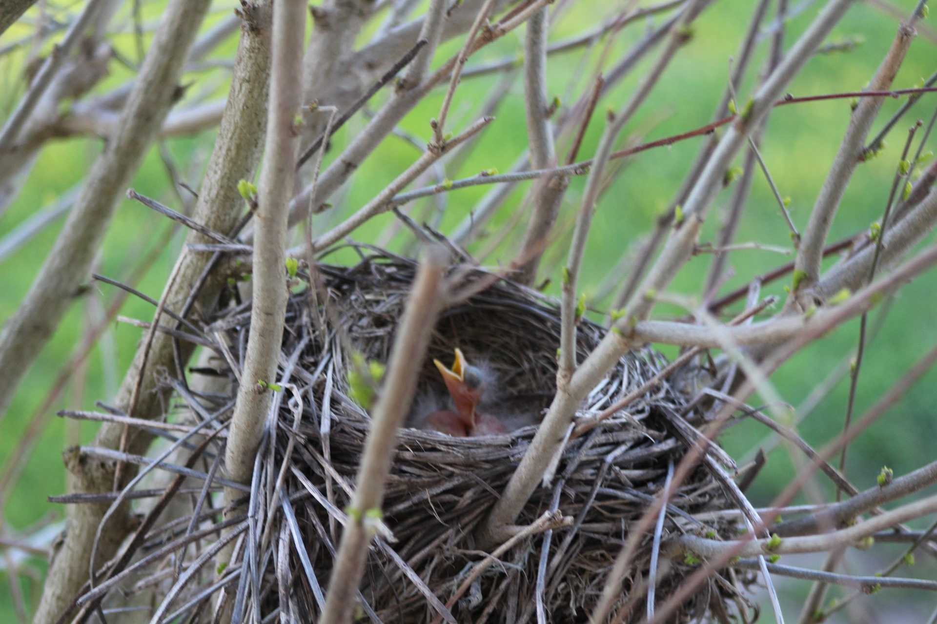 New Life
