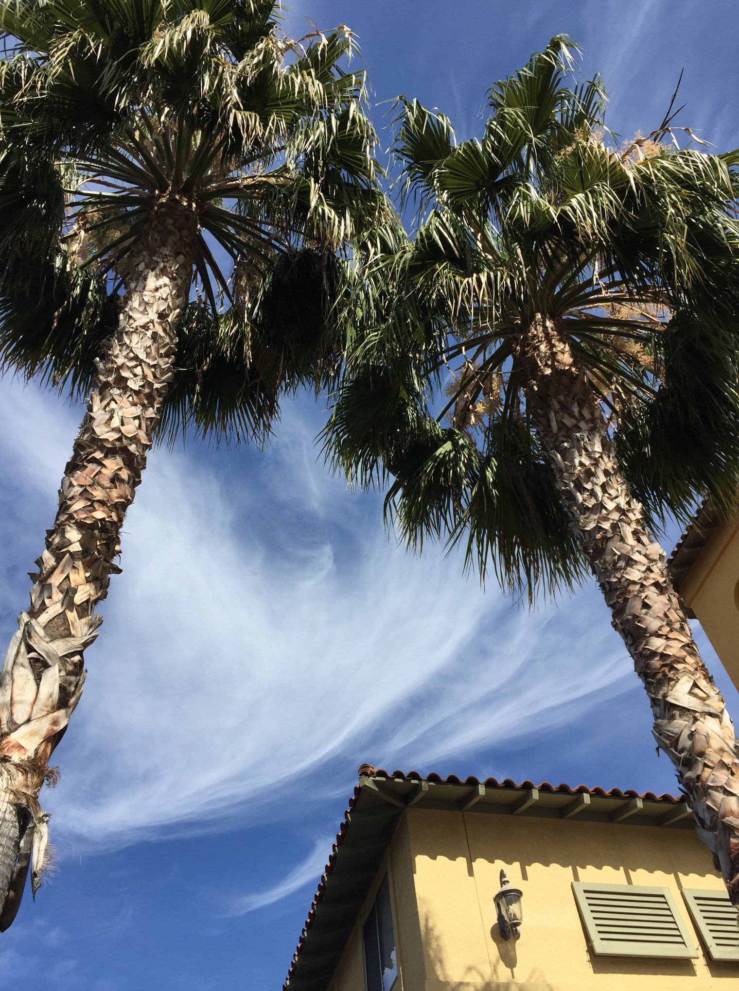 FL Palm Trees