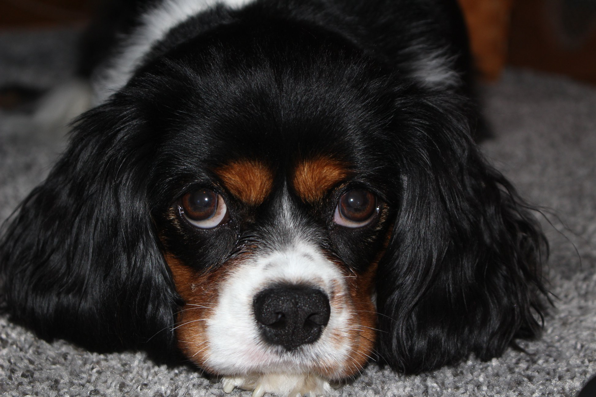 Maggie Mae