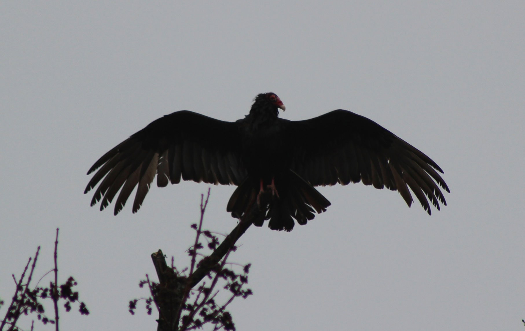 Vulture