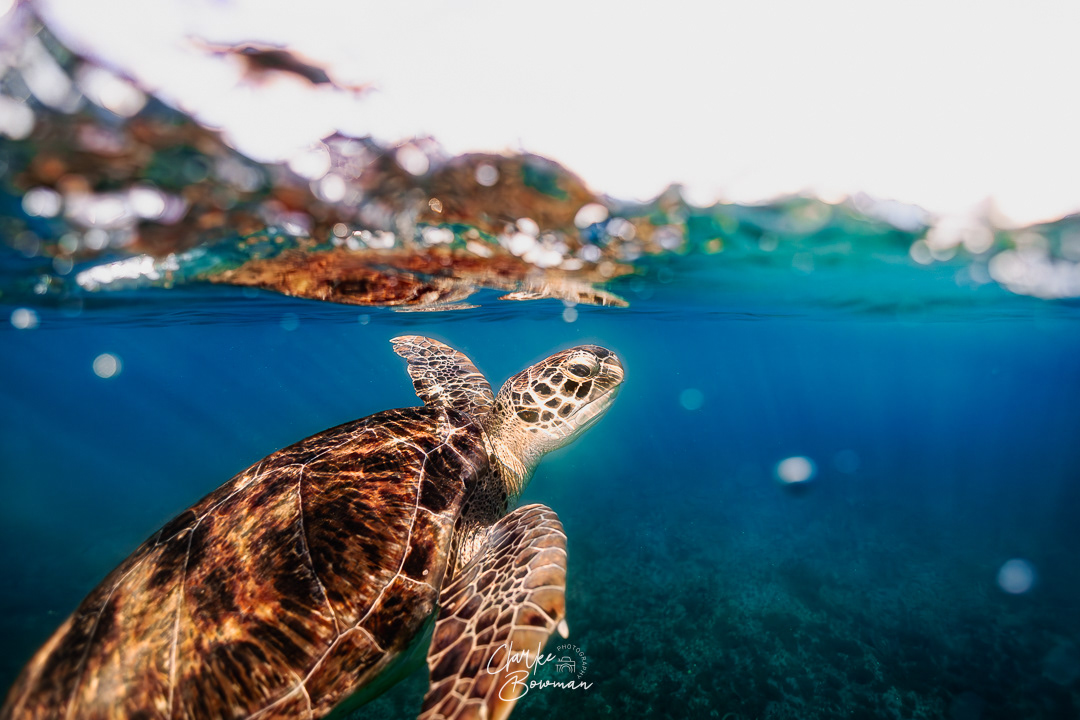 Sea Turtle #4 - Coming Up