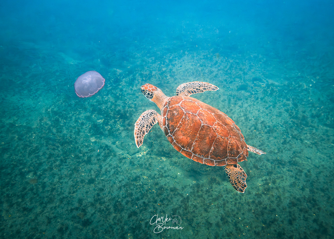 Sea Turtle #7