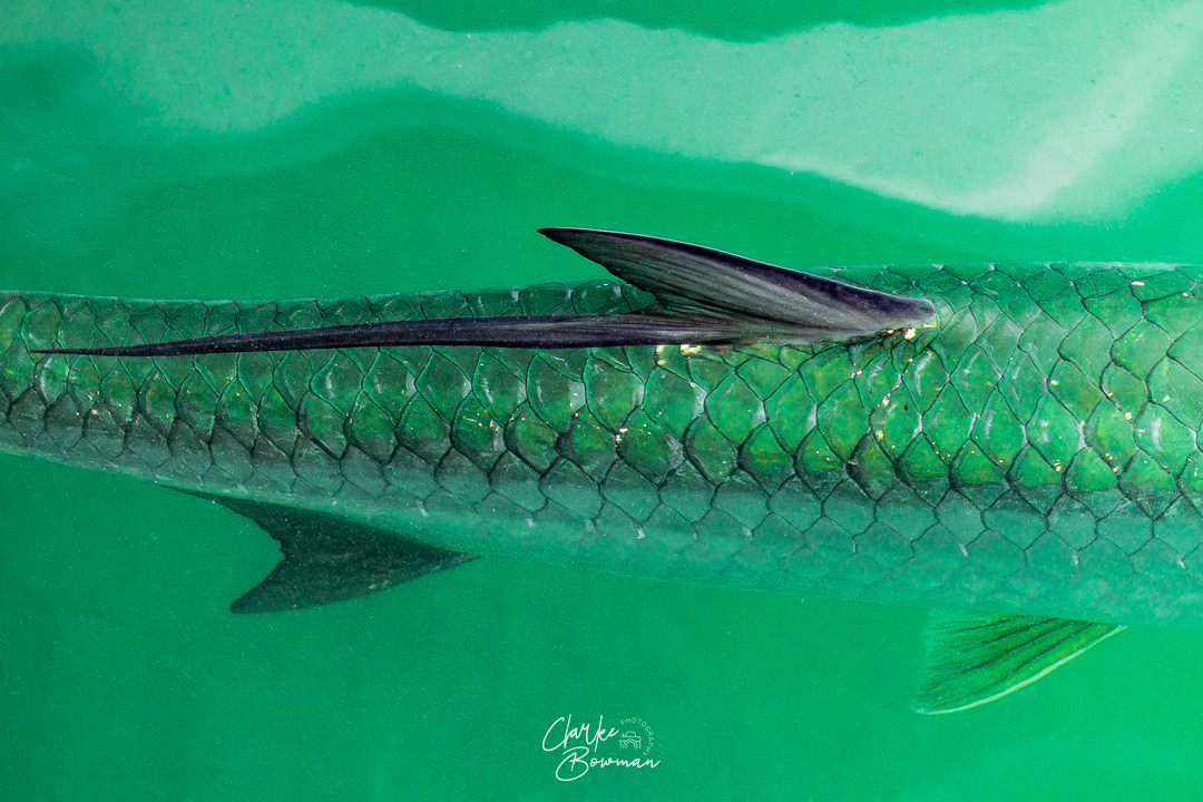 Tarpon #1 - Dockside Tarpon
