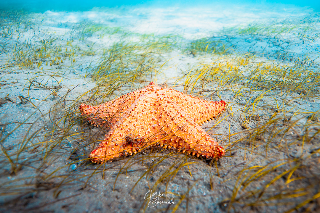 Starfish #1