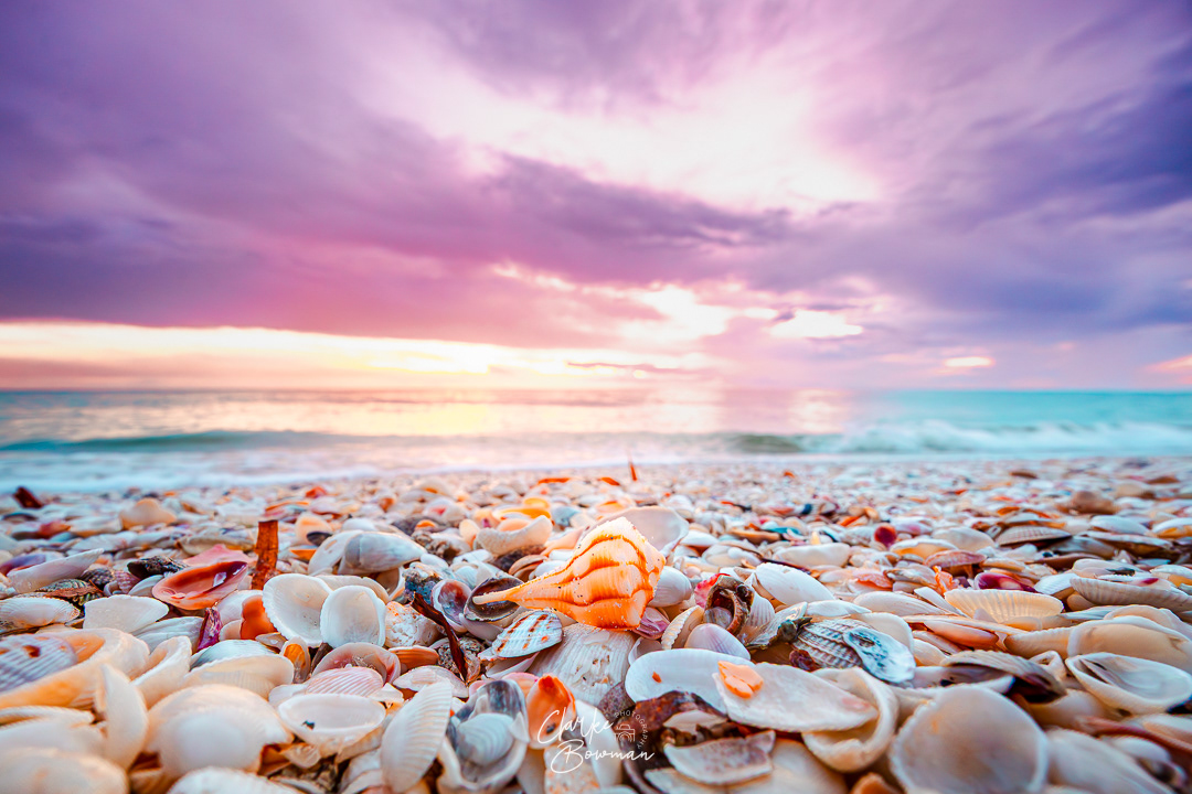 Boca Grande #3 - Pastel Shells