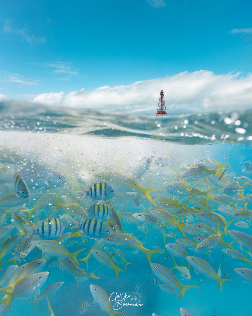 Yellowtails #1 - Sombrero Reef Tails