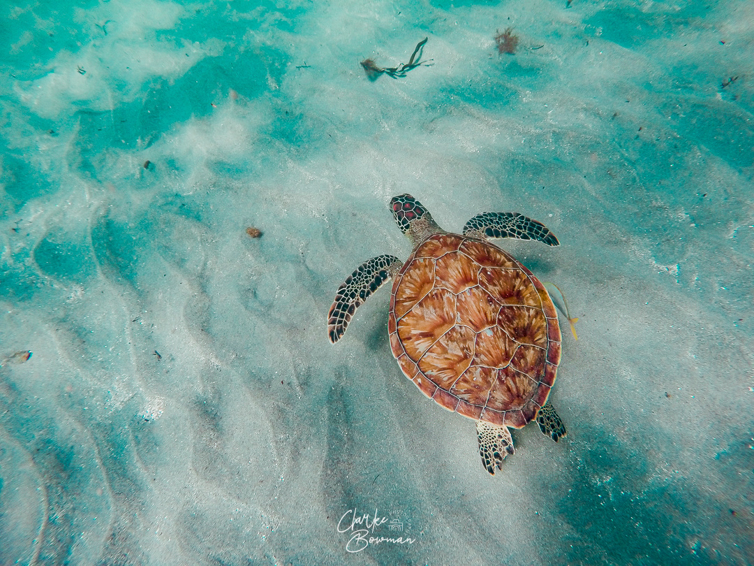 Sea Turtle #5