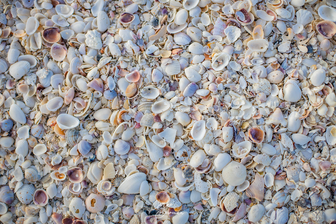 Sanibel #1 - Shells