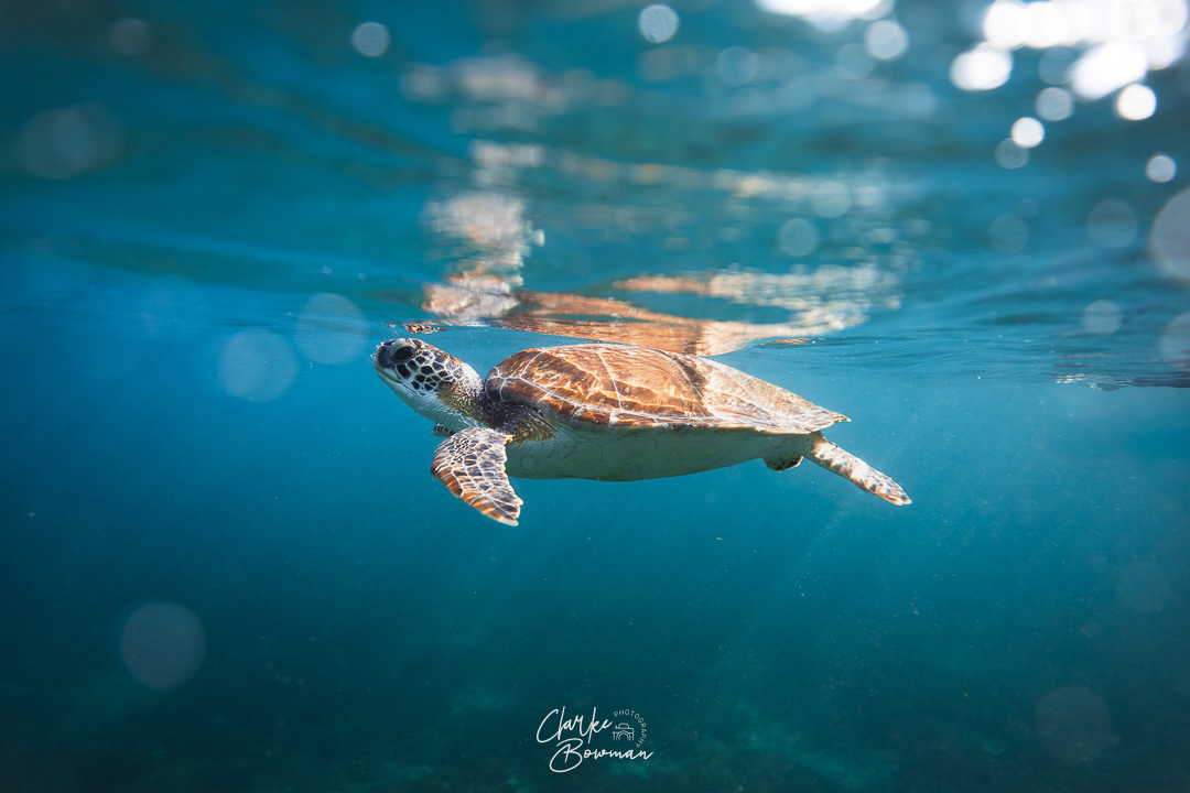 Sea Turtle #8 - Tranquil