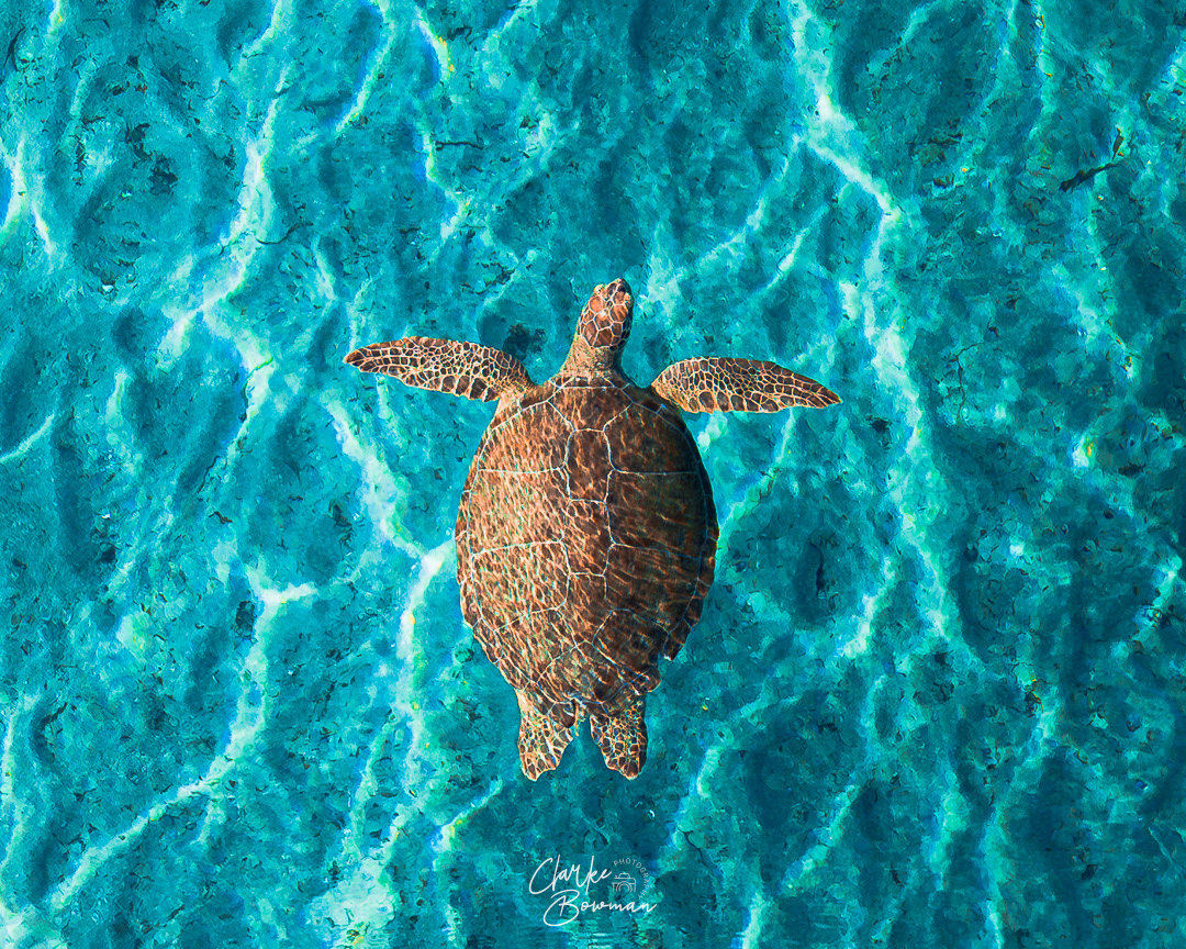 Sea Turtle #1