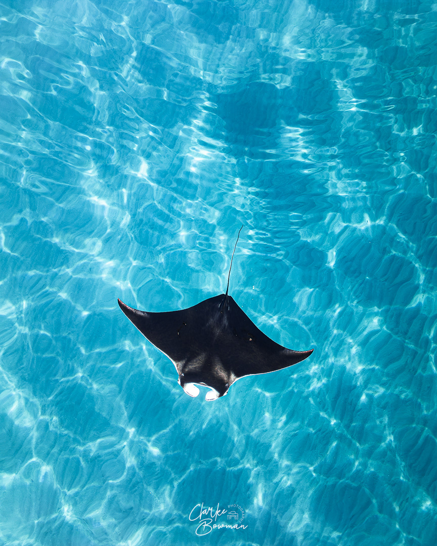 Manta Ray #1
