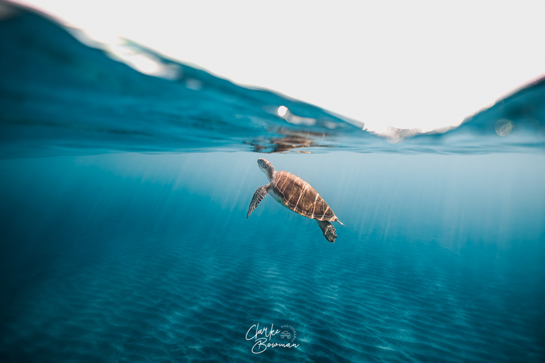 Sea Turtle #3 - Reflection