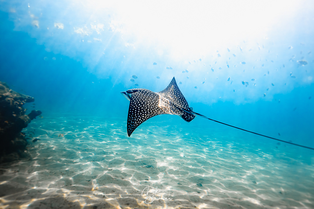 Spotted Eagle Ray #1 - Beneath the Blue