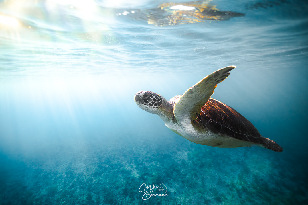 Sea Turtle #2 - Soaring