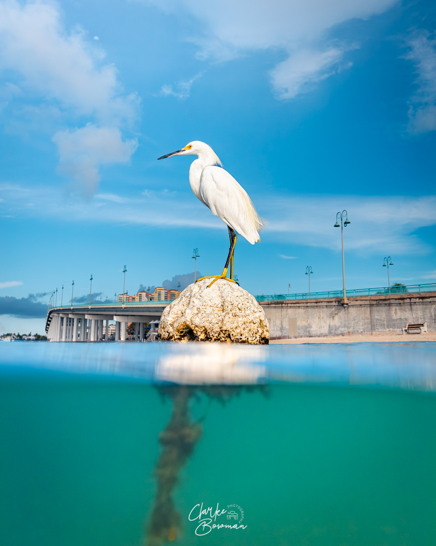 Egret #1 - Lifeguard Duty
