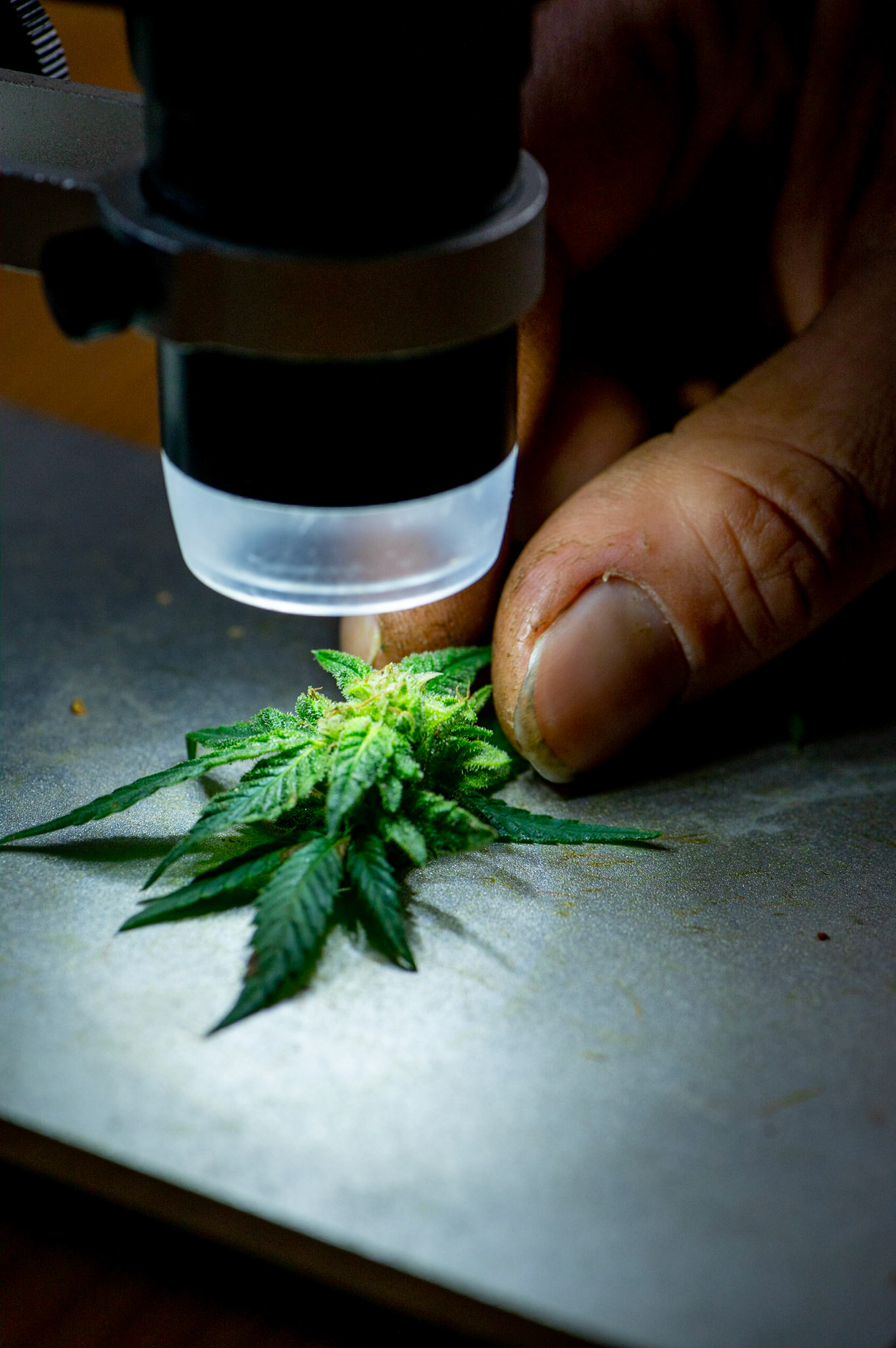 Phytocann, Le plus gros producteur de CBD Cannabis Légal en Europe. Yvorne, Canton de Vaud, Suisse, 29 &amp; 30 Septembre 2021.