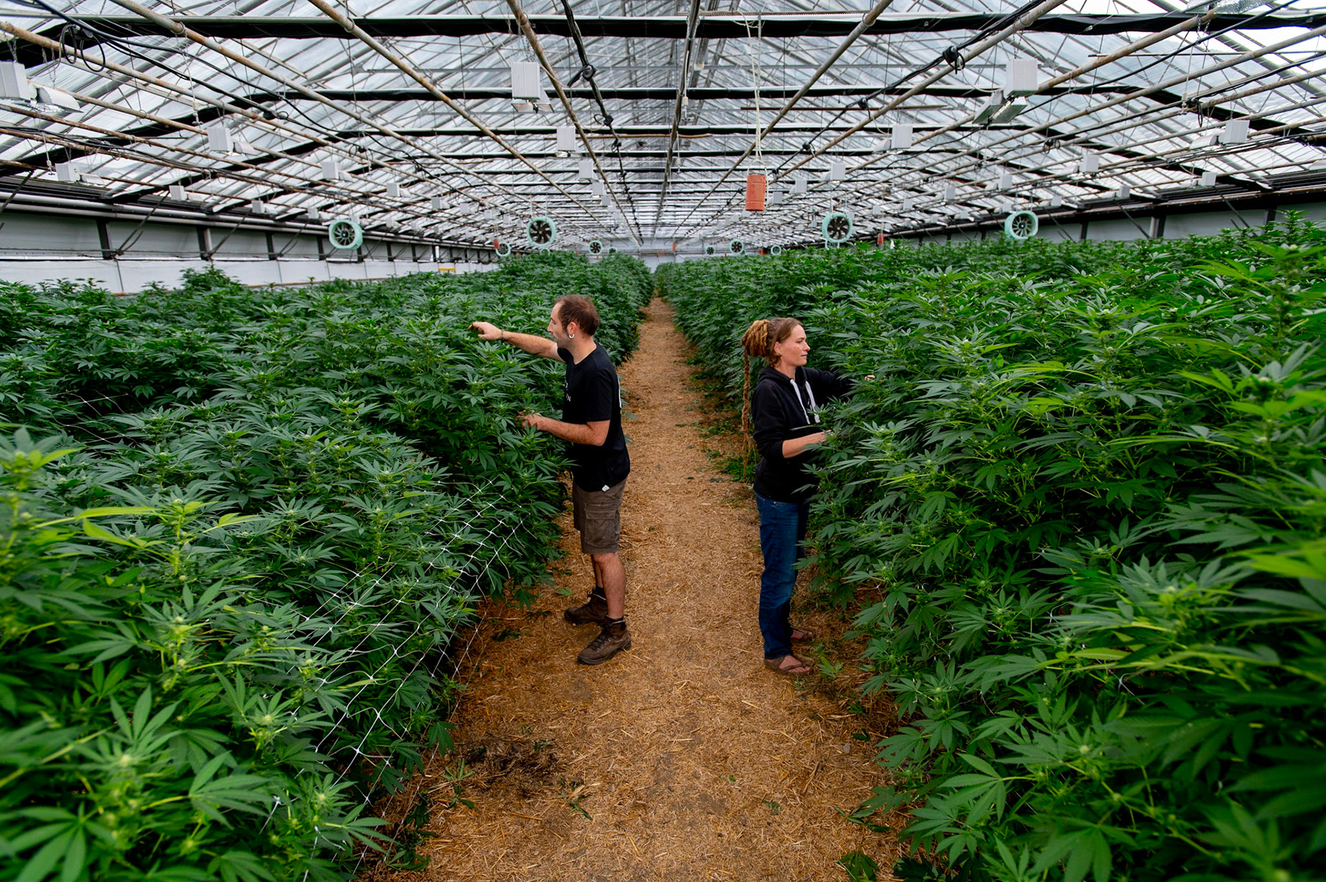 Phytocann, Le plus gros producteur de CBD Cannabis Légal en Europe. Capucine Landon &amp; Gabriele Guglielmi, responsable de la production. Yvorne, Canton de Vaud, Suisse, 29 &amp; 30 Septembre 2021.