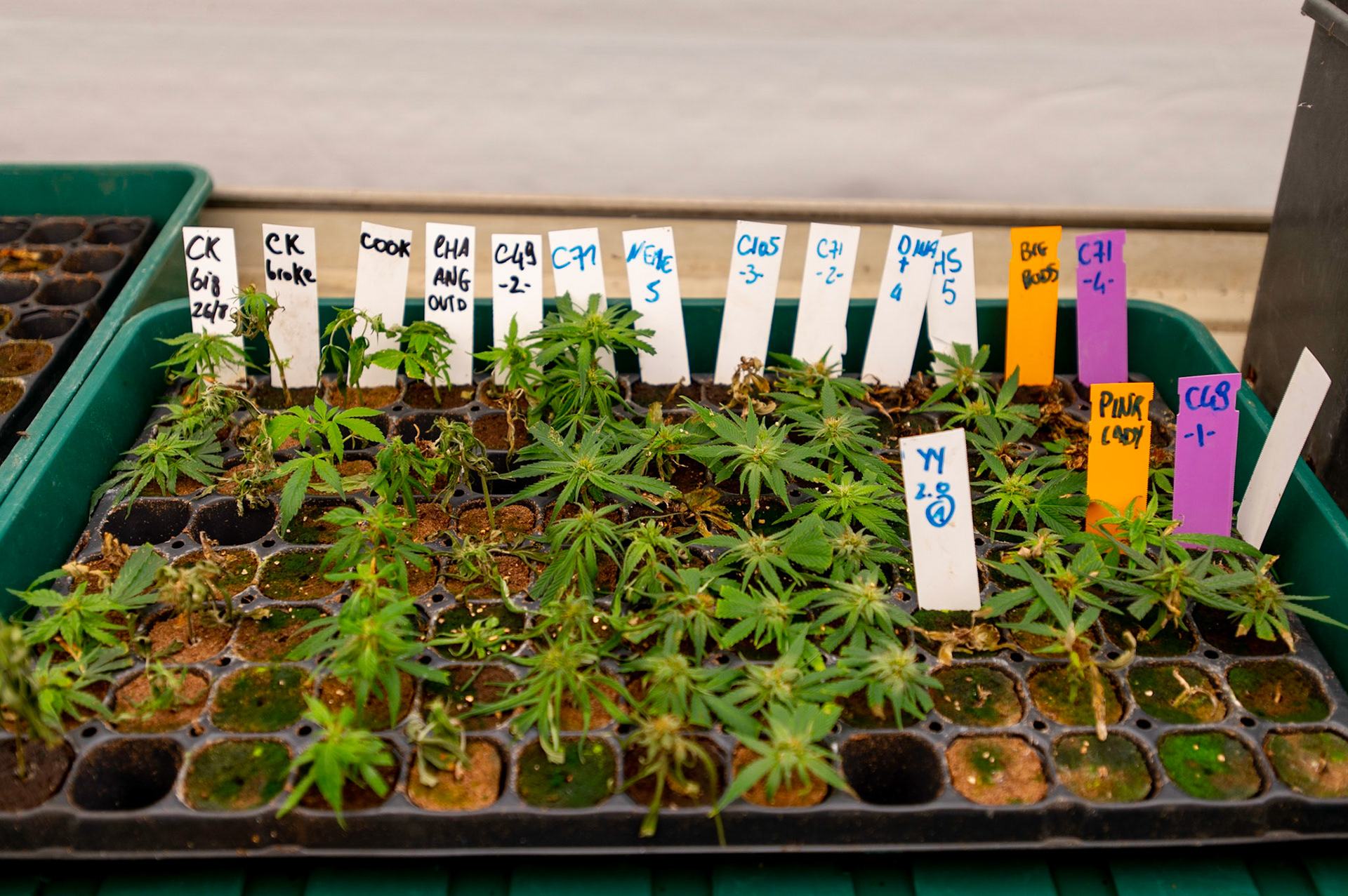 Phytocann, Le plus gros producteur de CBD Cannabis Légal en Europe. Yvorne, Canton de Vaud, Suisse, 29 &amp; 30 Septembre 2021.