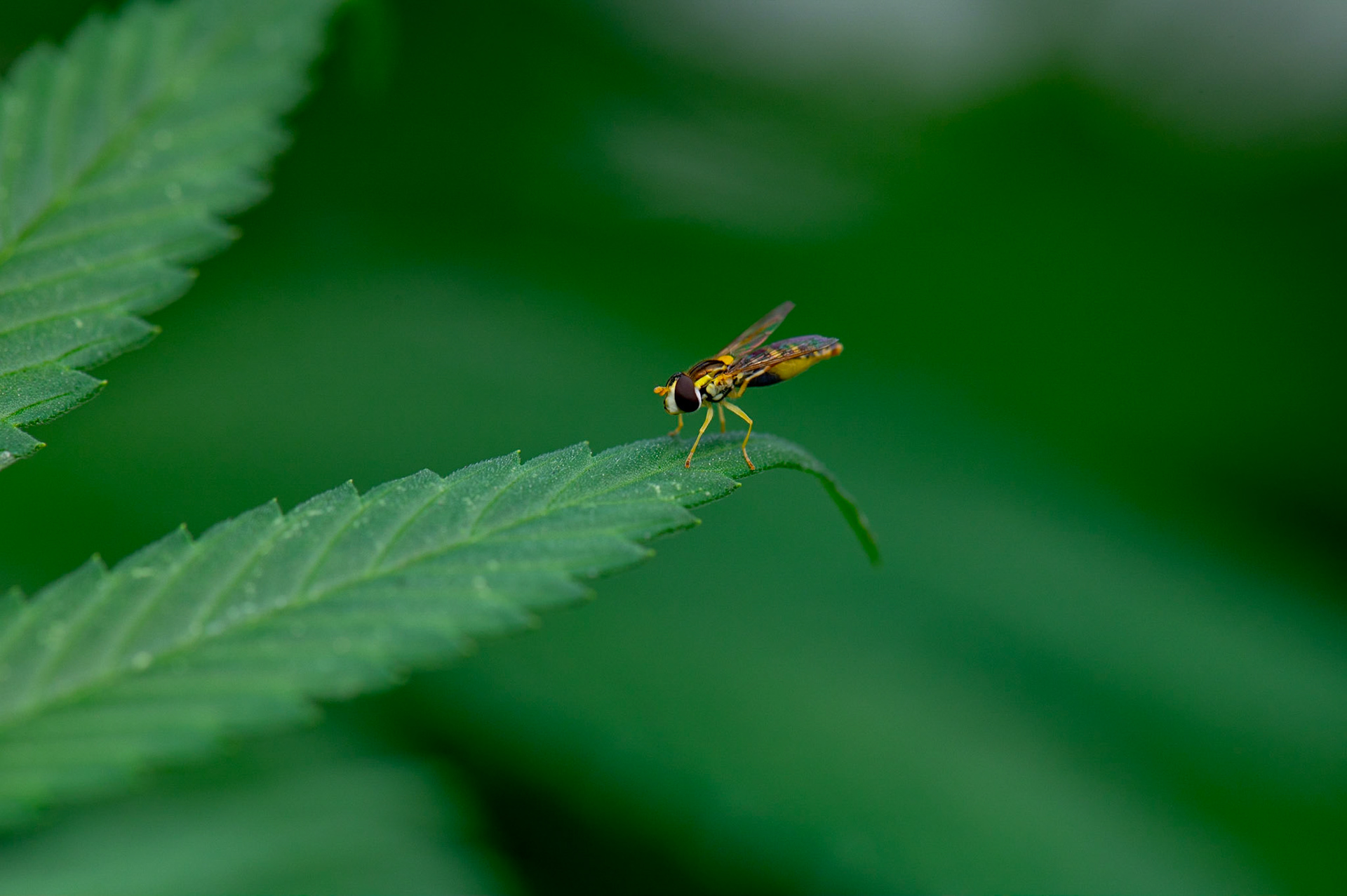 Phytocann, Le plus gros producteur de CBD Cannabis Légal en Europe. Yvorne, Canton de Vaud, Suisse, 29 &amp; 30 Septembre 2021.