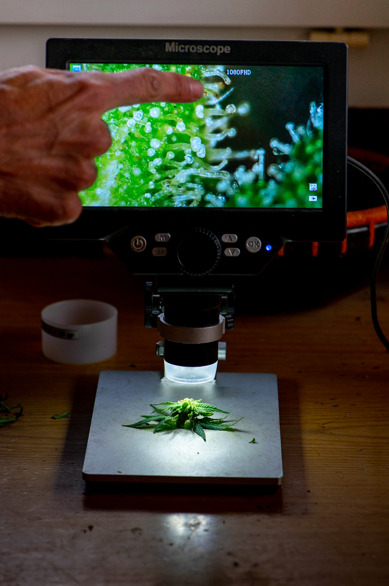 Phytocann, Le plus gros producteur de CBD Cannabis Légal en Europe. Yvorne, Canton de Vaud, Suisse, 29 &amp; 30 Septembre 2021.