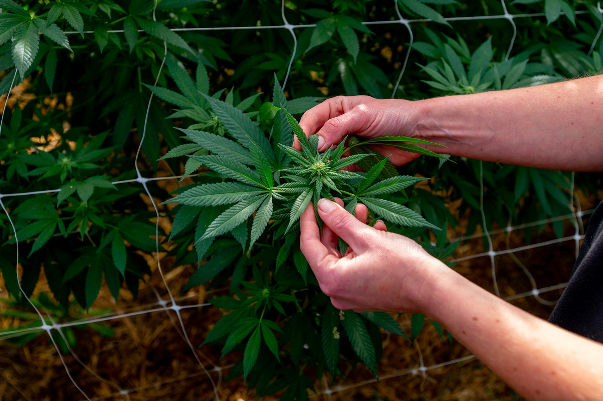 Phytocann, Le plus gros producteur de CBD Cannabis Légal en Europe. Yvorne, Canton de Vaud, Suisse, 29 &amp; 30 Septembre 2021.