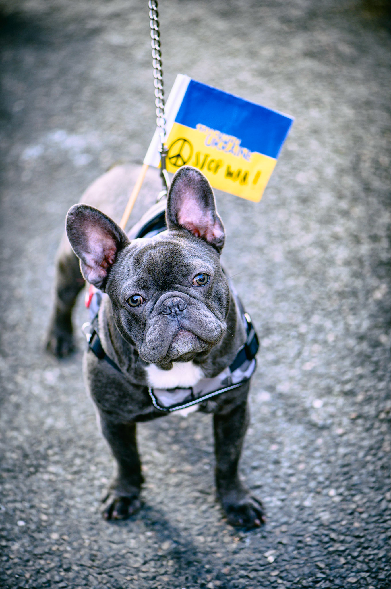 Plusieurs milliers de personnes se sont rassemblées samedi après-midi à Paris pour protester contre l'invasion de l'Ukraine par la Russie et dire "non à la guerre en Europe. Paris, 5 Mars 2022.