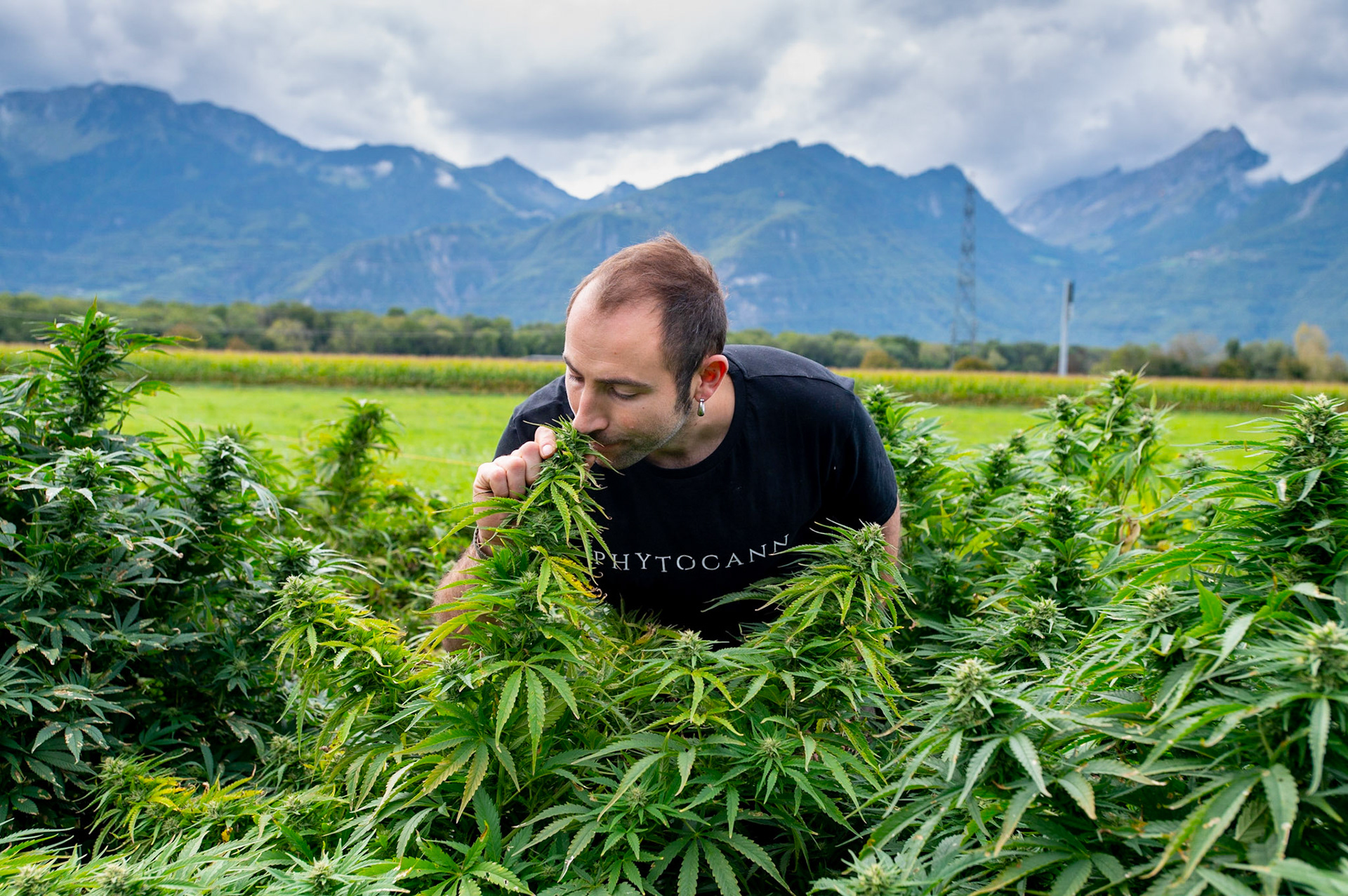 Phytocann, Le plus gros producteur de CBD Cannabis Légal en Europe. Gabriele Guglielmi, responsable de la production. Yvorne, Canton de Vaud, Suisse, 29 &amp; 30 Septembre 2021.