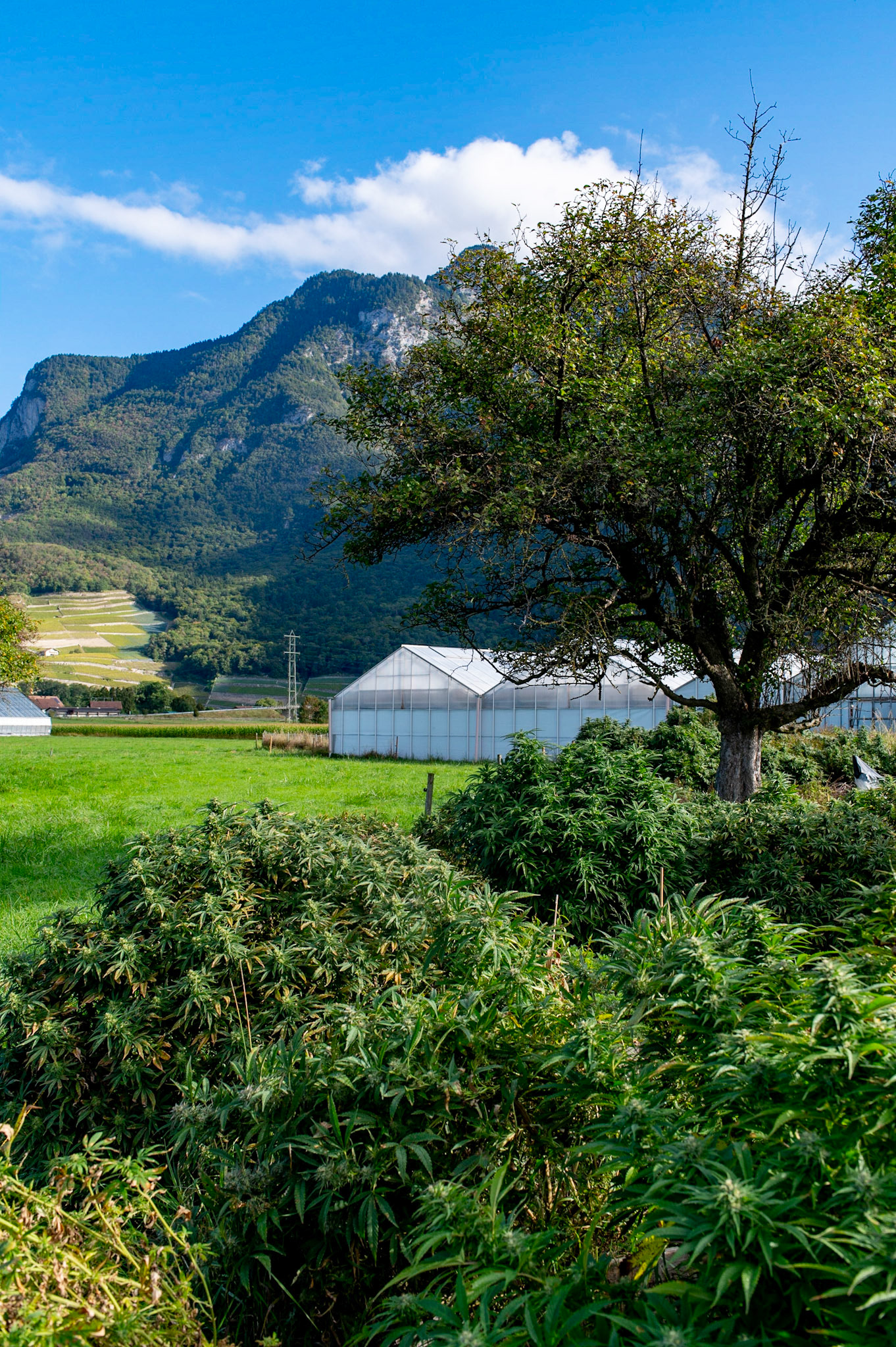 Phytocann, Le plus gros producteur de CBD Cannabis Légal en Europe. Yvorne, Canton de Vaud, Suisse, 29 &amp; 30 Septembre 2021.