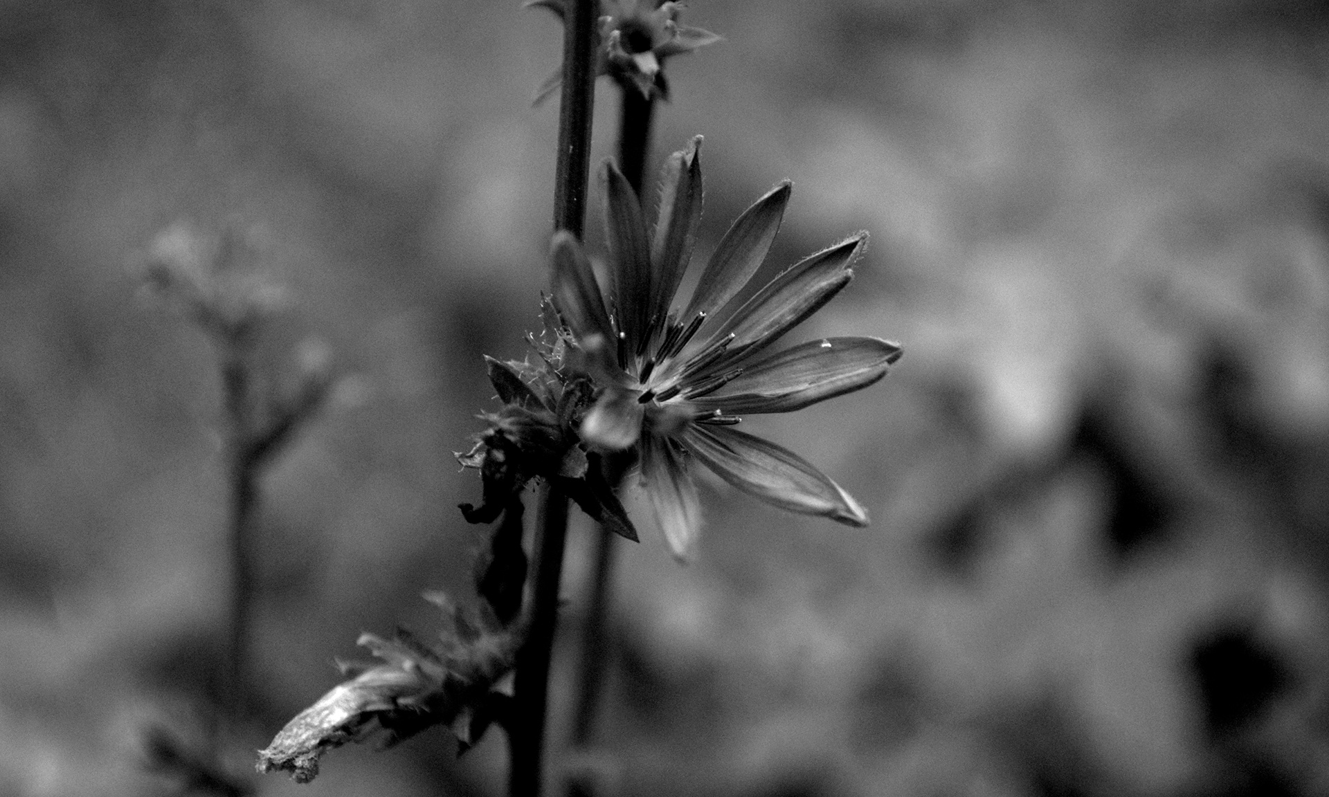 Blossom, 2011