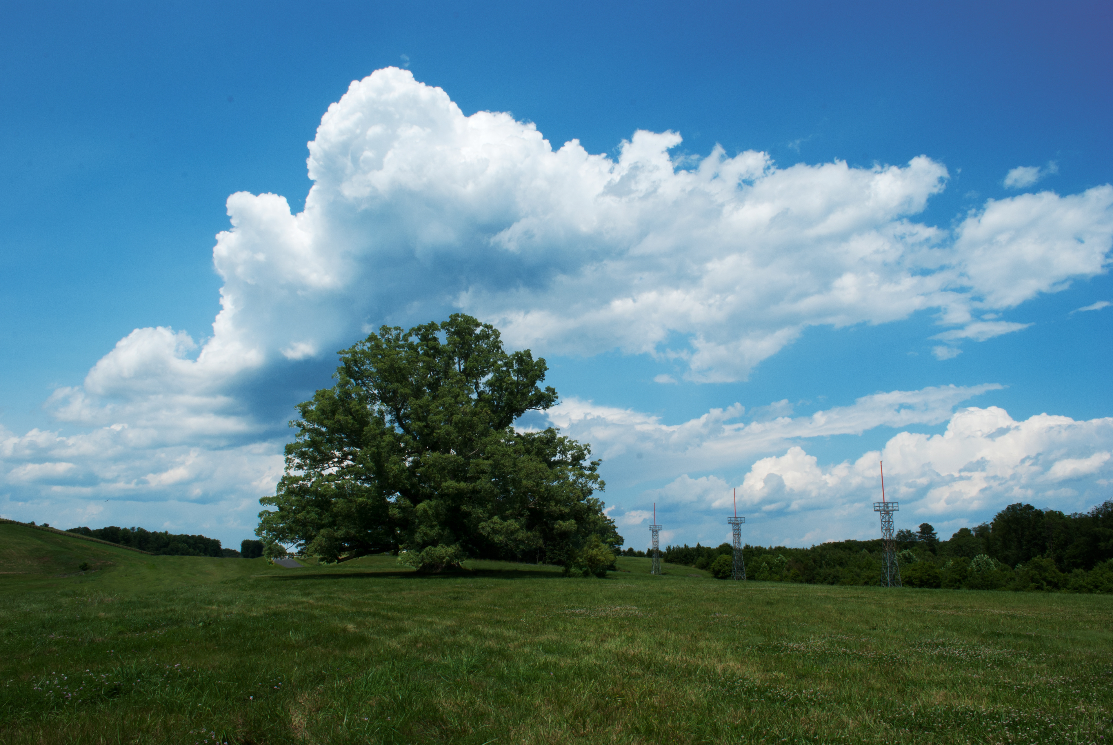 Old Tree, 2012